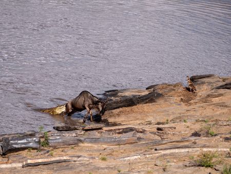 An unlucky wildebeest is attacked by a crocodile as it nears the banks of the Mara River. (National Geographic for Disney/David Chancellor)