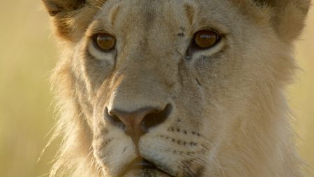 Portrait of Kio. (National Geographic/John Aitchison)