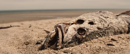 Totoaba on the beach of San Felipe. (photo credit: National Geographic)