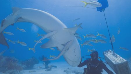 Scuba diver flips tiger shark upside-down inducing tonic immobility. (National Geographic)
