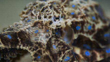 A Blue-ringed octopus (Hapalochlaena maculosa) displays bright blue rings, a warning that the venom in her bite is deadly. (National Geographic)