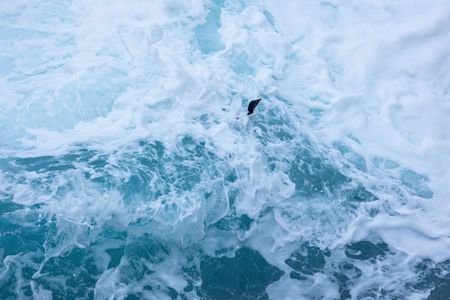 A Southern rockhopper penguin in the surf. (National Geographic for Disney/Robin Hoskyns)