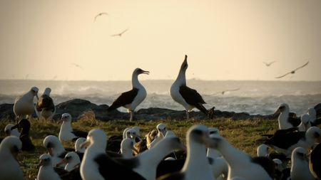A pair of Laysan albatross in Midway Atoll. (Credit: Silverback Films and Open Planet Studios/Toby Nowlan)