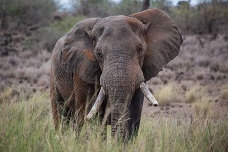 An elephant roams through Kimana Sanctuary, a crucial corridor that links Amboseli National Park with the Chyulu Hills and Tsavo protected areas in Kenya, on May 23, 2022. As well as being the largest land mammal on earth, elephants are a keystone species and play an important role in the environment where they live. However, having roamed the wild for 15 million years, today, this iconic species faces the biggest threats to its survival due to ivory poaching, human-wildlife conflict and habitat destruction. (National Geographic for Disney/Nichole Sobecki)