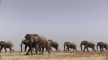 A group of bull elephants in the desolate Makgadikgadi salt pans. (National Geographic)