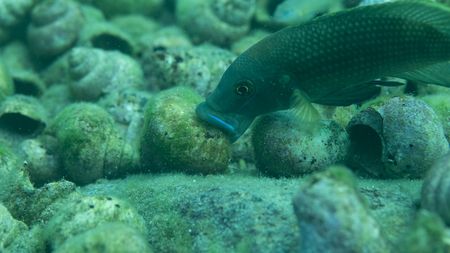 A male cichlid picks up a shell in Tanzania's Lake Tanganyika. (National Geographic/Natalie Turner-Blackman)