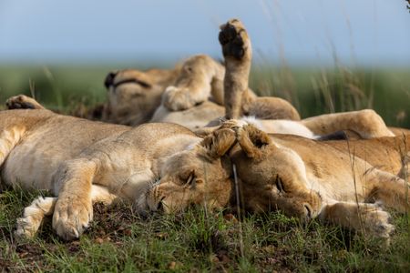Three lions rest together in the Maasai Mara. (National Geographic/Simon Blakeney)