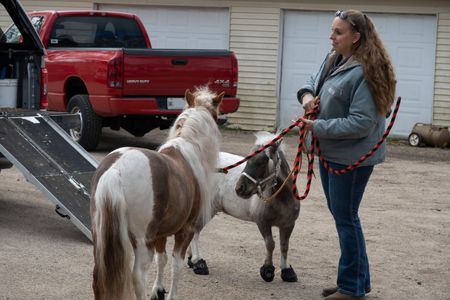 Ronica and Louri bring in a band of mini horses for various check-ups and shots. (National Geographic/Grace Sabwira)