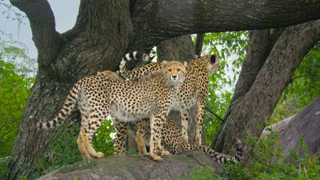 Three cheetahs stand together in front of a tree.  (credit: National Geographic/Tom Walker)