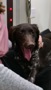 Caza the Münsterländer dog is yawning since he is so well behaved and relaxed while getting X-rays. (National Geographic)