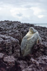 A Green turtle trapped in a coral reef when attempting to return back to sea at low tide. (National Geographic/Sacha Thorpe)