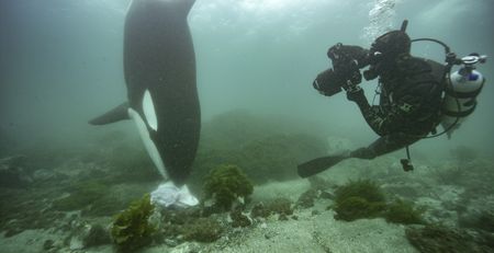 An orca poses with its quarry for National Geographic photographer Brian Skerry. The New Zealand population of whales are the only known members in the world to pursue stingrays on the seabed. (National Geographic/Kina Scollay)