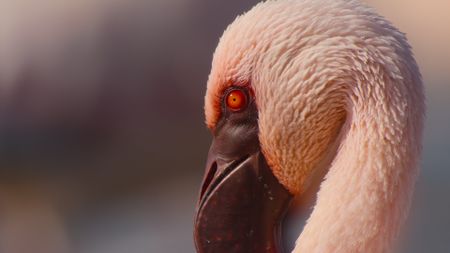 A portrait of a lesser flamingo. (National Geographic)