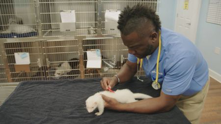 Dr. Hodges combs out fleas from Alfredo, the ferret. (National Geographic for Disney)