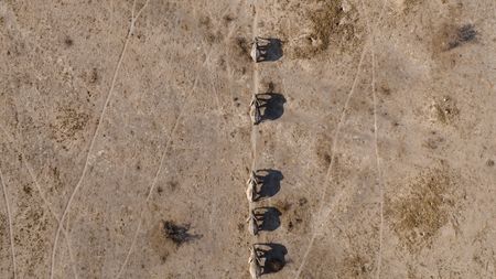 A group of bull elephants in the desolate Makgadikgadi salt pans. (National Geographic)