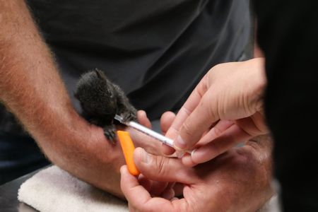 A wild baby squirrel rehydrates with a drink of water from a syringe, in between bites of carrot. (National Geographic)