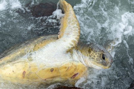 A Green turtle finally reaches the ocean after getting stuck climbing over a coral reef at low tide. (National Geographic/Sacha Thorpe)