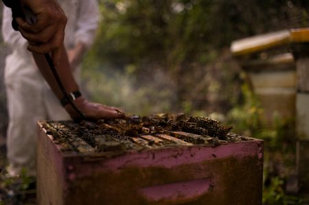 Honey is harvested in Niue. The island's isolation has protected bees from disease and parasites. The bees play an important role in biodiversity in Niue. (National Geographic/James Peterson)