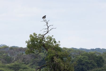 A crowned eagle overlooks the forest canopy in Zambia's Kasanka National Park. (National Geographic/Frank Willems)
