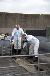 Derek and Gordon Ramsay dip sheep, which prevents disease from spreading through the flock. (National Geographic/Justin Mandel)