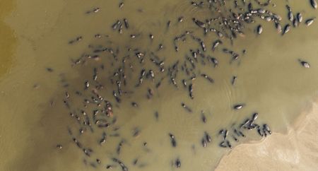 A group of hippos are gathered in a water hole. (National Geographic)