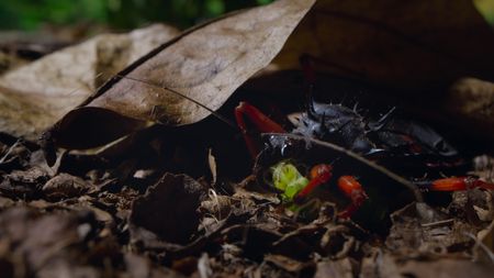 An assassin bug with its moon moth caterpillar prey.(National Geographic)