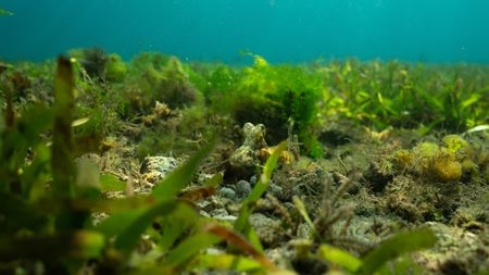 An Algae octopus (Abdopus aculeatus) in her den in Bunaken Marine Park.   (photo credit: National Geographic/Annabel Robinson)