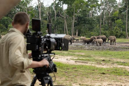 Behind the scenes of camera operator Dom Hamilton filming a group of forest elephants in Dzanga Bai. (National Geographic/Kate Laurie)