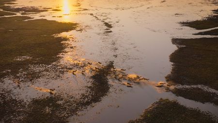 A herd of kob jump through the water of the flooded grasslands of the Busanga Plains. (National Geographic)