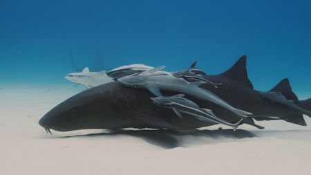 A nurse shark swims along the ocean floor with remora fish attached to its body in the Bahamas. (Getty Images)