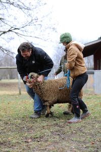 Charles Pol and Beth Pol lead a pregnant merino sheep to Ben's trailer to transport them back to the Pol family's farm. (National Geographic)