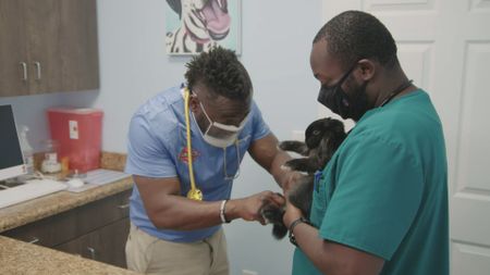 Surgery tech Paul holds on to Coco, the rabbit, while Dr. Hodges gives an exam. (National Geographic for Disney)
