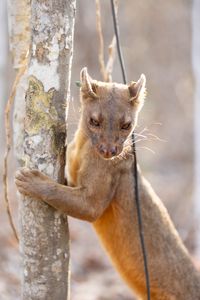 A fossa marking territory on a mating tree. (National Geographic/Alice Marlow)