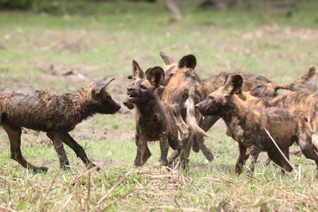 Wild dog puppies playing in Mozambique's Gorongosa National Park. (National Geographic/Lydia Baines)