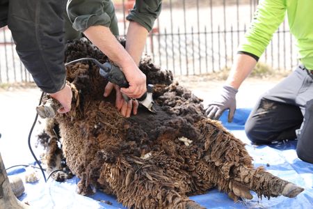 Charles Pol holds down one of the Pol family's new Merino sheep while Dr. Pol shears its wool, with Ben Reinhold assisting on the other side of the sheep. (National Geographic)