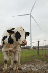 Porter, Ben Reinhold's cow, stands in the animal pasture at the Pol family's farm. (National Geographic)