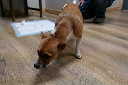 Chico the chihuahua is already feeling better after receiving treatment for possible rat poison. (National Geographic)