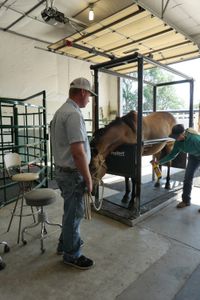 Jace watches as Kaycee puts some tick spray on the legs of their horse, Cash. (National Geographic)