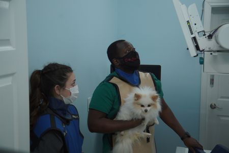 Surgery tech Paul takes a look at the xray results with Meghan Toto, the dog. (National Geographic for Disney/Sean Grevencamp)