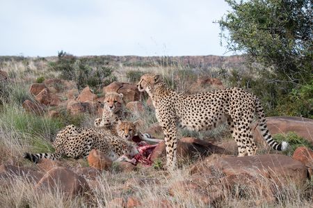 A cheetah mother with her cubs feeding on a kill in the rocky Sneeuberg Mountains. (National Geographic/Virginia Quinn)