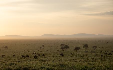 Dawn over the Serengeti Plains. (National Geographic/Clement Kiragu)
