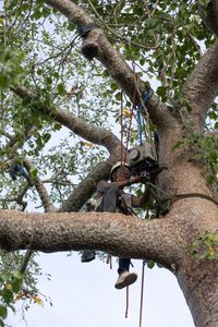 Johnny Razafinarivo setting up a camera trap on a tree in Madagascar. (National Geographic/Alice Marlow)
