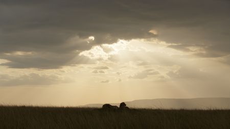 Two young male lions resting in the grassland. (National Geographic/Sophie Darlington)