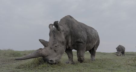 Najin, one of the last two Northern White Rhinos.  (credit: National Geographic)