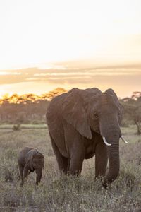 A family of elephants roam through Kimana Sanctuary, a crucial corridor that links Amboseli National Park with the Chyulu Hills and Tsavo protected areas in Kenya, on May 23, 2022. As well as being the largest land mammal on earth, elephants are a keystone species and play an important role in the environment where they live. However, having roamed the wild for 15 million years, today, this iconic species faces the biggest threats to its survival due to ivory poaching, human-wildlife conflict and habitat destruction. (National Geographic for Disney/Nichole Sobecki)