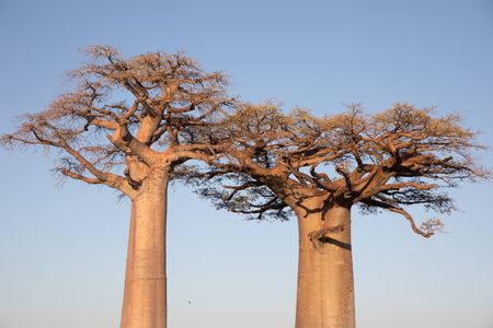 Two baobab trees in Madagascar. (National Geographic/Alice Marlow)