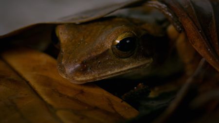 A four-lined tree frog rests under a leaf. (Credit: Content Mint)