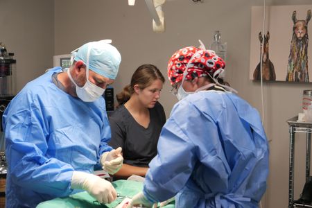 Drs. Ben and Erin Schroeder perform surgery on Franklin as vet tech Laurel Driver checks his vitals to make sure he's stable. (National Geographic)