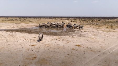 A lone male elephant attempts to join a group of bull elephants drinking at one of the last remaining water holes in the Makgadikgadi salt pans. (National Geographic)