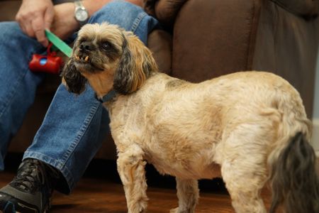 Archie, the dog, has been urinating and drinking a lot so his owner wants to get Dr. Ferguson's opinion on what might be the cause. (National Geographic for Disney/Felix Rojas)